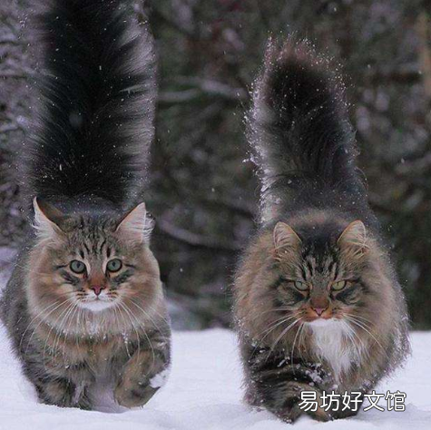 贵族猫的品种排行榜(贵族猫的品种排行榜前十名)
