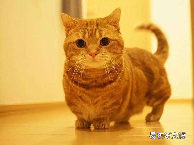 曼基康短腿猫掉毛严重吗(曼基康猫掉毛厉害吗)