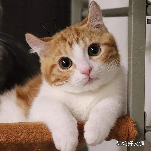 曼基康短腿猫掉毛严重吗(曼基康猫掉毛厉害吗)
