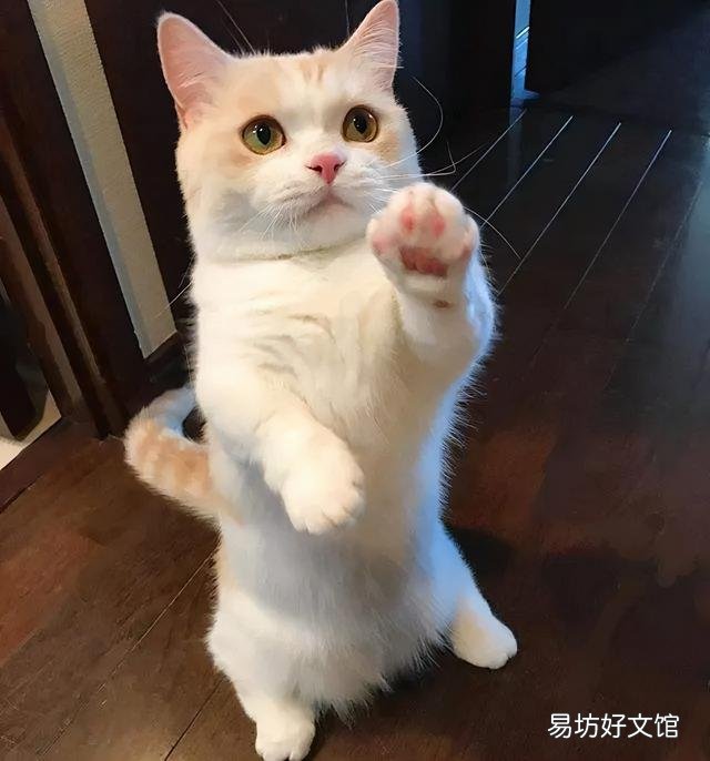 曼基康短腿猫掉毛严重吗(曼基康猫掉毛厉害吗)