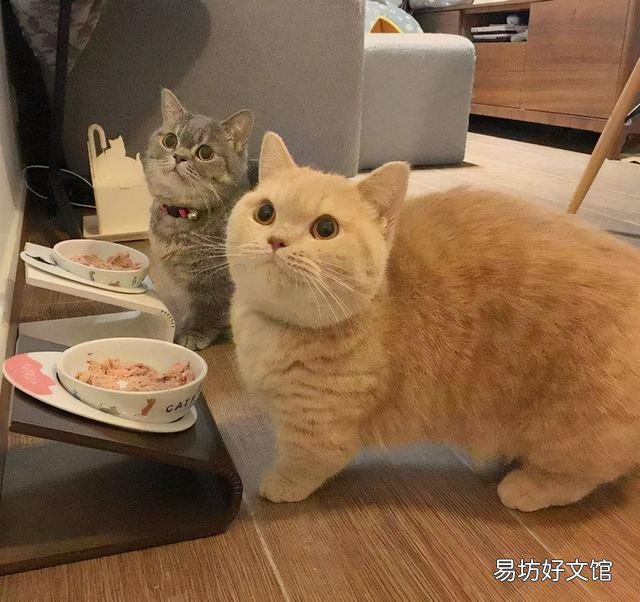 曼基康短腿猫掉毛严重吗(曼基康猫掉毛厉害吗)