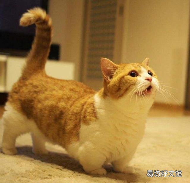 曼基康短腿猫掉毛严重吗(曼基康猫掉毛厉害吗)