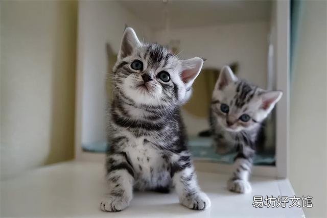 美短猫不吃猫粮可以吗(美短不喂猫粮可以吗)