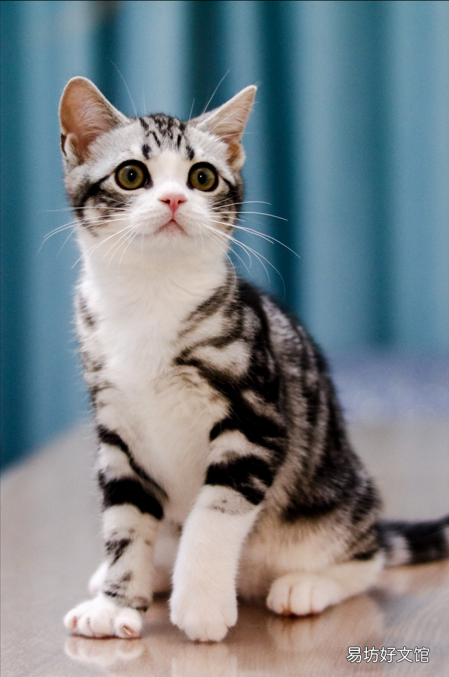 美短猫不吃猫粮可以吗(美短不喂猫粮可以吗)