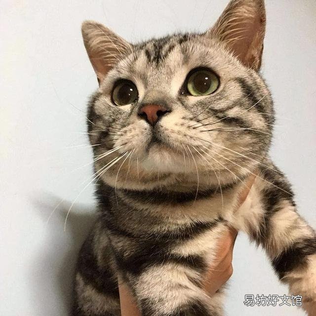美短猫不吃猫粮可以吗(美短不喂猫粮可以吗)