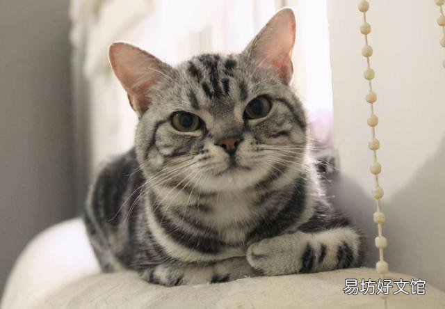 美短猫不吃猫粮可以吗(美短不喂猫粮可以吗)