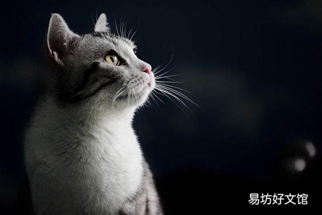 美短猫不吃猫粮可以吗(美短不喂猫粮可以吗)