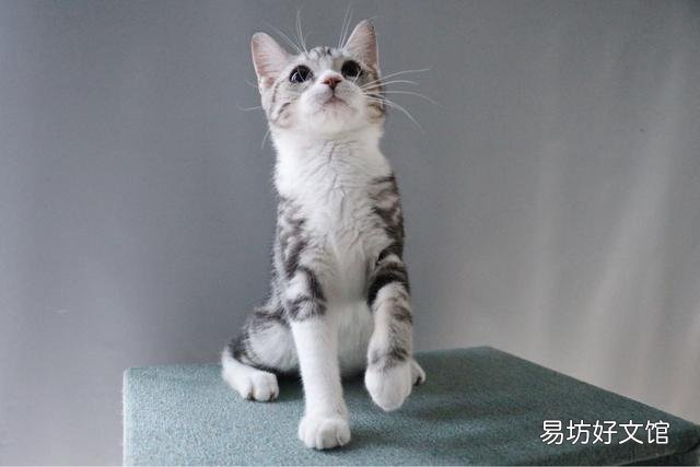 美短猫不吃猫粮可以吗(美短不喂猫粮可以吗)
