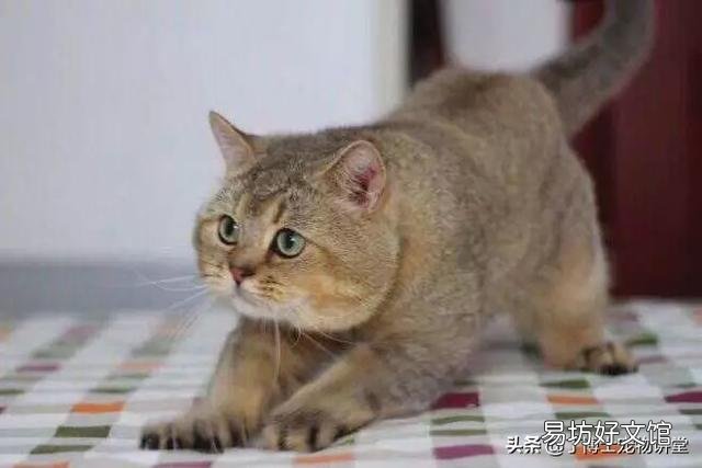 金渐层为什么叫招财猫(金渐层又叫招财猫)