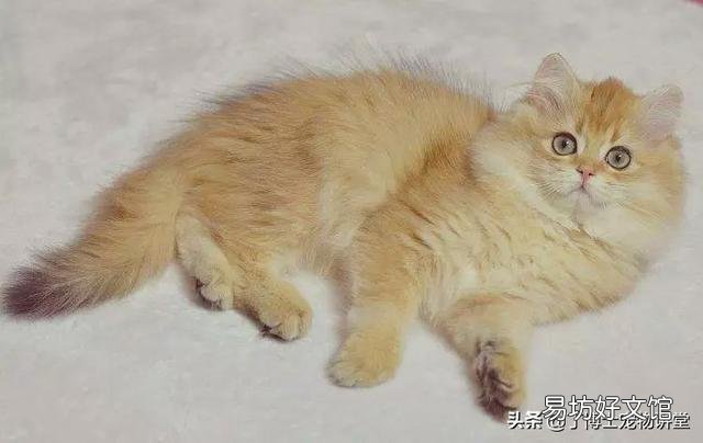 金渐层为什么叫招财猫(金渐层又叫招财猫)