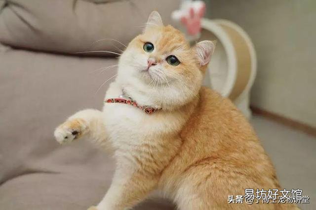 金渐层为什么叫招财猫(金渐层又叫招财猫)