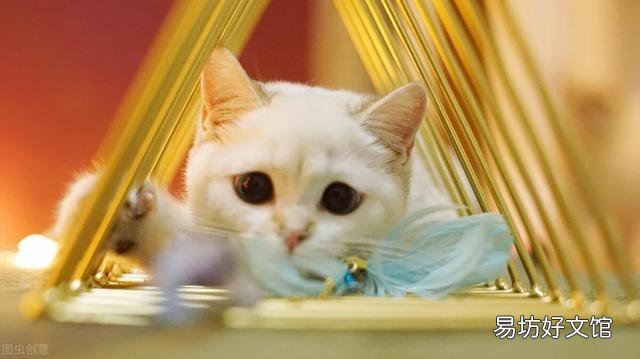 怎么分辨金渐层猫品相(金渐层猫品相怎么看)