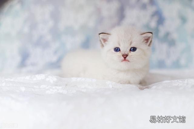 怎么分辨金渐层猫品相(金渐层猫品相怎么看)