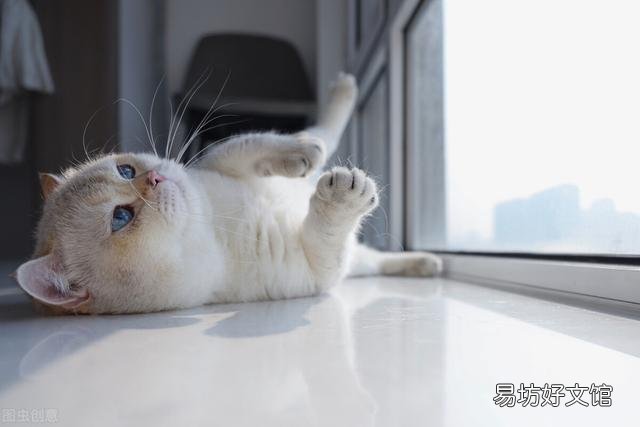 怎么分辨金渐层猫品相(金渐层猫品相怎么看)