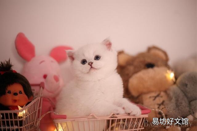 怎么分辨金渐层猫品相(金渐层猫品相怎么看)