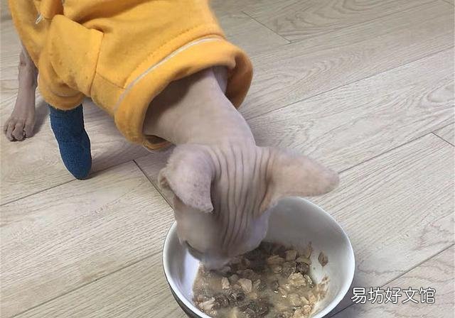 猫咪为什么不能吃生肉(猫咪不能吃生肉吗)
