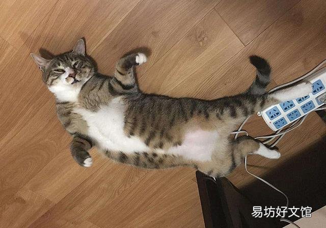 猫咪为什么不能吃生肉(猫咪不能吃生肉吗)