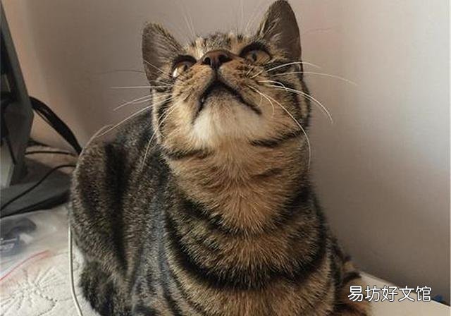 猫咪为什么不能吃生肉(猫咪不能吃生肉吗)
