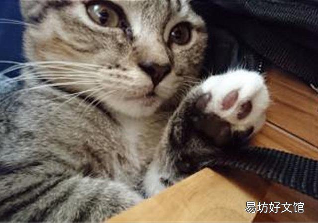猫咪为什么不能吃生肉(猫咪不能吃生肉吗)