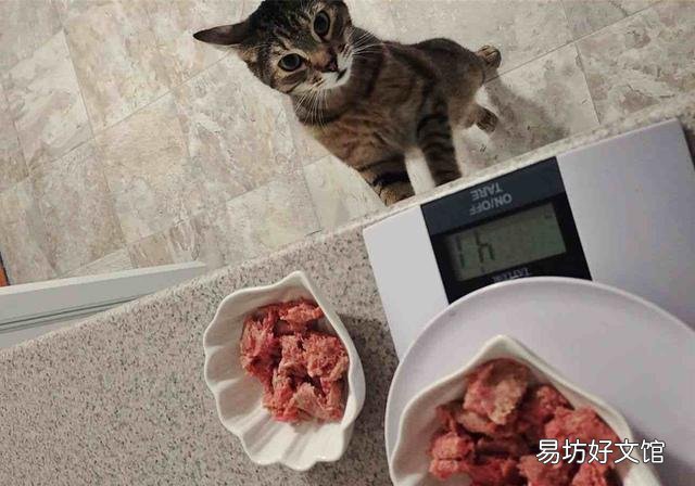 猫咪为什么不能吃生肉(猫咪不能吃生肉吗)