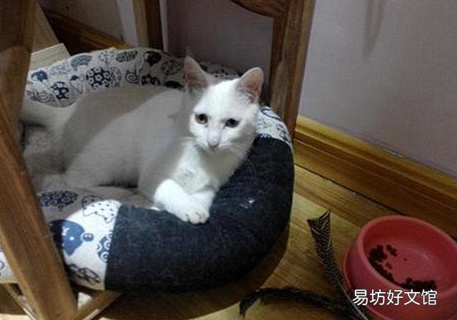 猫咪为什么不能吃生肉(猫咪不能吃生肉吗)