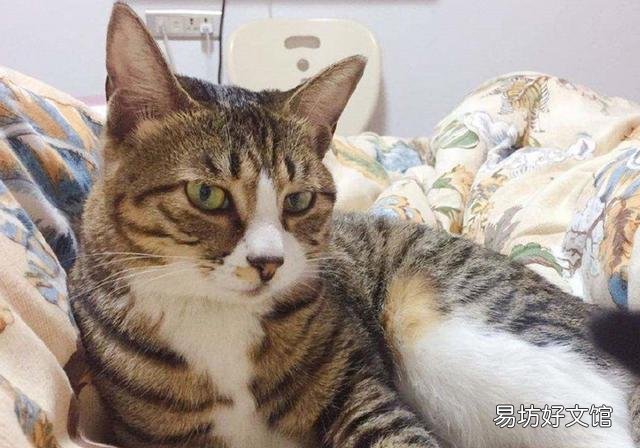 猫咪为什么不能吃生肉(猫咪不能吃生肉吗)