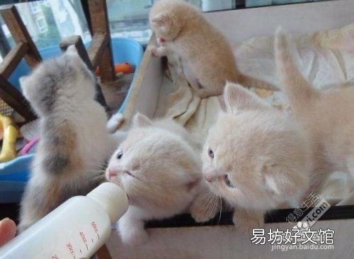 小猫出生后不会吃奶怎么办呢(刚生出来的小猫不会吃奶)
