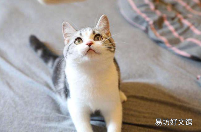 美短挑食怎么办(美短太挑食了怎么办)