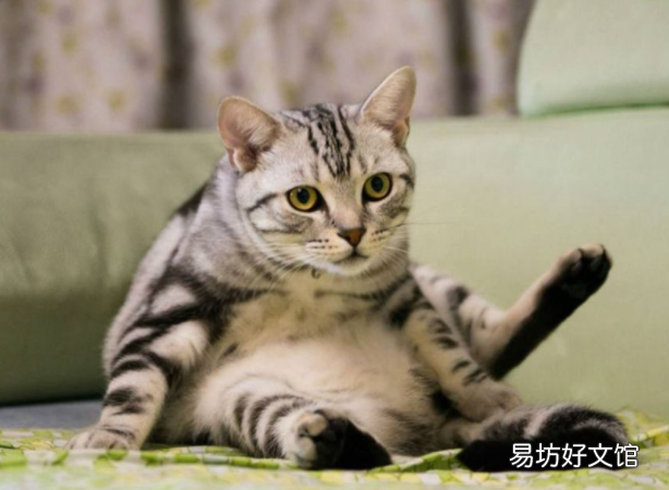 美短挑食怎么办(美短太挑食了怎么办)