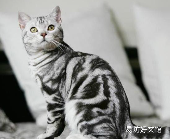 美短挑食怎么办(美短太挑食了怎么办)