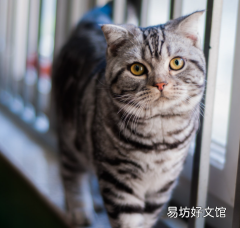 美短挑食怎么办(美短太挑食了怎么办)