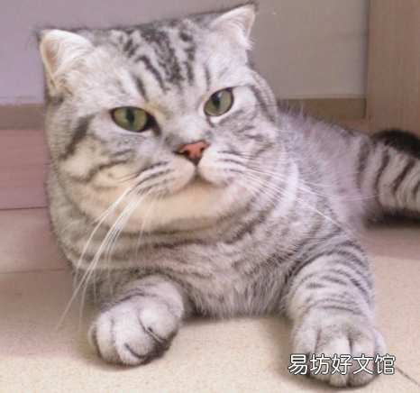 美短挑食怎么办(美短太挑食了怎么办)