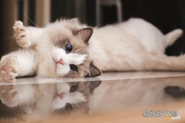 布偶小猫每天吃多少猫粮(布偶小猫每天吃多少猫粮正常)