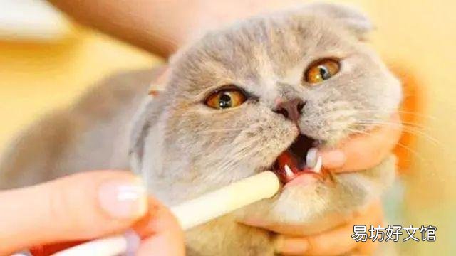 布偶小猫每天吃多少猫粮(布偶小猫每天吃多少猫粮正常)