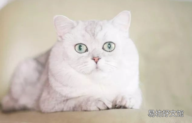 银渐层纯种和不纯种区别在哪(银渐层纯种和不纯种区别大吗)