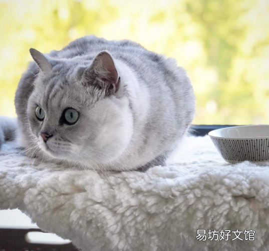 银渐层纯种和不纯种区别在哪(银渐层纯种和不纯种区别大吗)