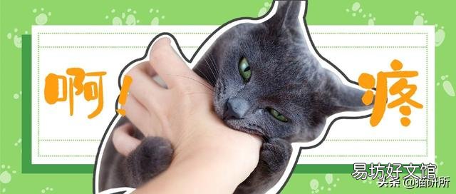 怎么样让宠物猫听话不咬人(怎么才能让猫听话不咬人)