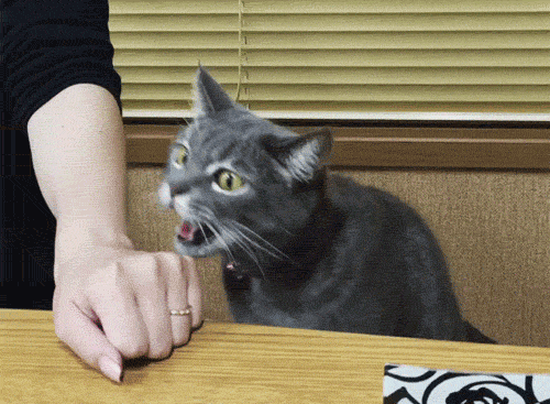怎么样让宠物猫听话不咬人(怎么才能让猫听话不咬人)