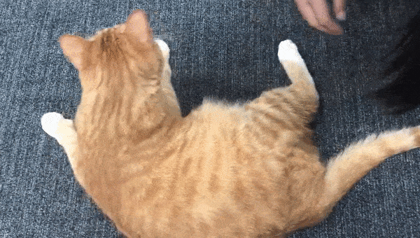 怎么样让宠物猫听话不咬人(怎么才能让猫听话不咬人)