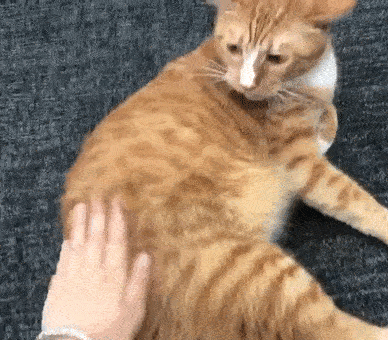怎么样让宠物猫听话不咬人(怎么才能让猫听话不咬人)