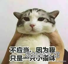 怎么样让宠物猫听话不咬人(怎么才能让猫听话不咬人)