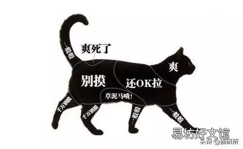 怎么样让宠物猫听话不咬人(怎么才能让猫听话不咬人)