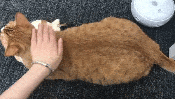 怎么样让宠物猫听话不咬人(怎么才能让猫听话不咬人)