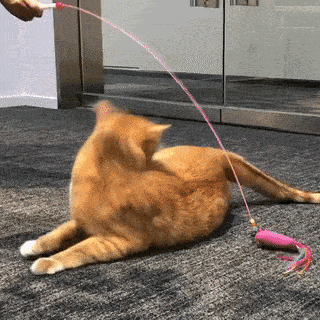 怎么样让宠物猫听话不咬人(怎么才能让猫听话不咬人)