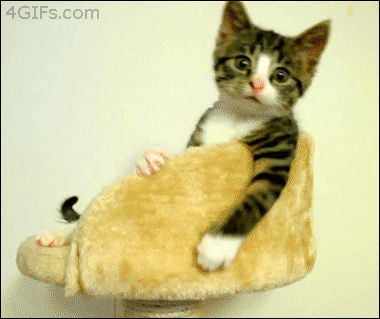怎么样让宠物猫听话不咬人(怎么才能让猫听话不咬人)
