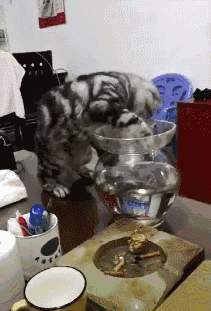 哪种猫忠诚度高(哪些猫的忠诚度比较高)