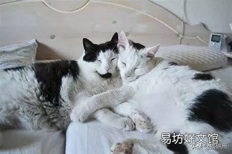 猫咪做体检一般做哪些项目(猫咪体检要做哪些项目)