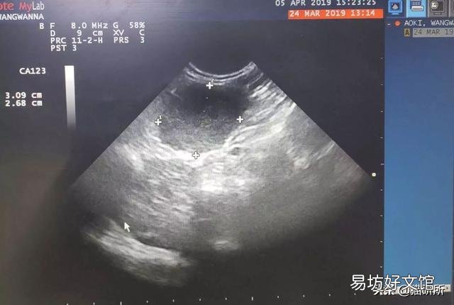 猫咪做体检一般做哪些项目(猫咪体检要做哪些项目)