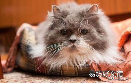 猫咪做体检一般做哪些项目(猫咪体检要做哪些项目)