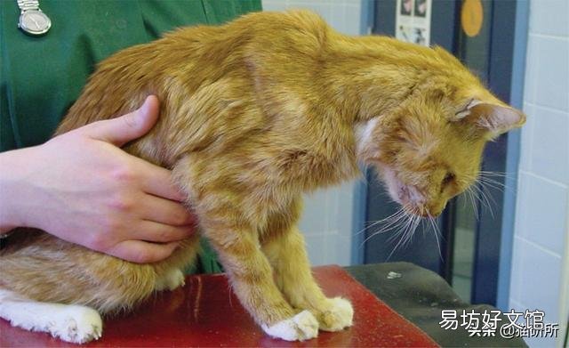猫咪做体检一般做哪些项目(猫咪体检要做哪些项目)